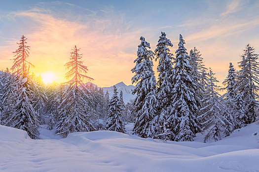 树,遮盖,白霜,雪,山