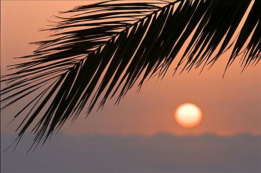 日落,棕榈叶,帕尔玛,加纳利群岛,西班牙,欧洲
