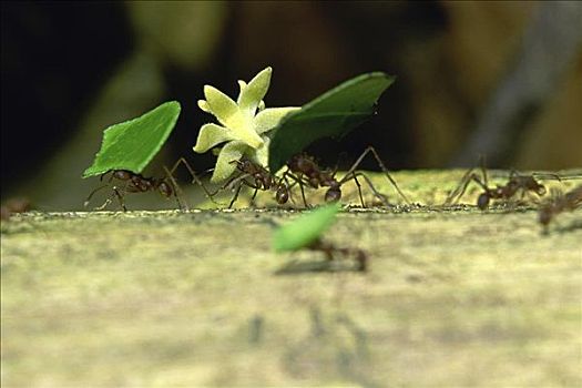 蚂蚁,哥斯达黎加