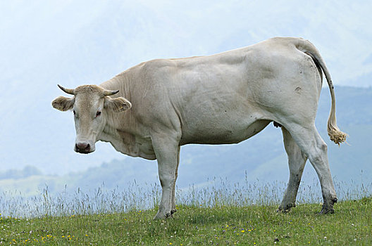 母牛,比利牛斯,郎格多克,法国