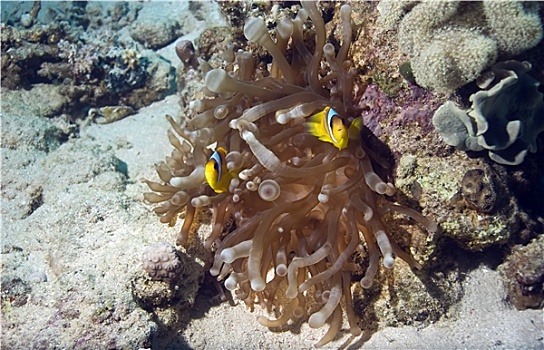 珊瑚,海葵