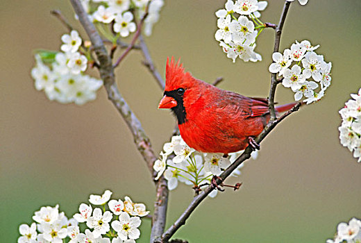 雄性,主红雀,梨树,花,肯塔基