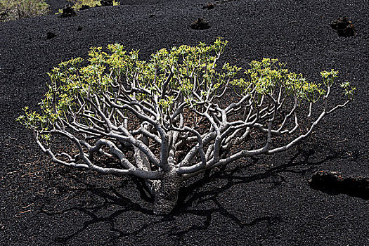 大戟,火山岩,帕尔玛,加纳利群岛,西班牙,欧洲