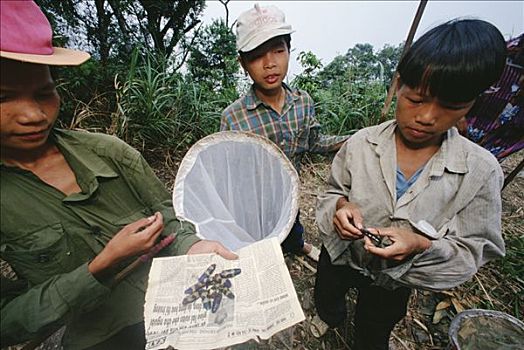 孩子,展示,甲虫,收集,出售,三岛山国家公园,越南