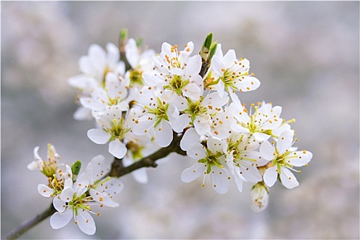 花,黑刺李