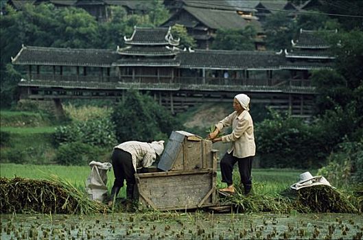 女人,稻米,靠近,乡村