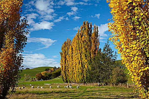 白杨,农田,秋天,靠近,南,奥塔哥,南岛,新西兰