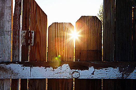 阳光,木篱