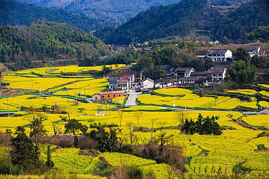 西畈,油菜花,花海,田园,梯田,春光