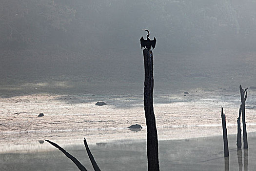 鸬鹚,鸬鹚属,枯木树干,湖,佩里亚国家公园,喀拉拉,印度,南亚,亚洲