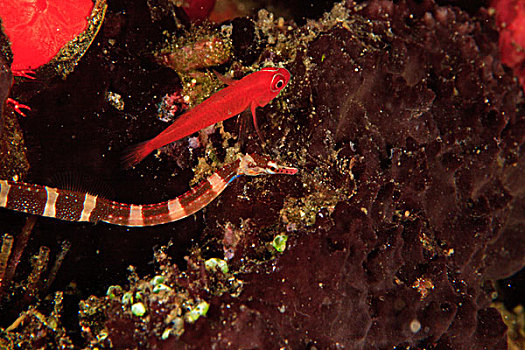 尖嘴鱼,米尔恩湾,巴布亚新几内亚