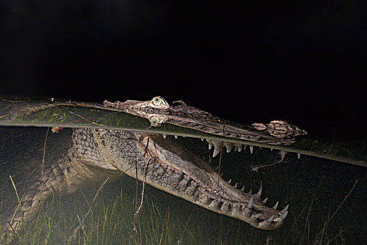 鳄鱼,猎捕,夜晚,鳄属,坎昆,尤卡坦半岛,墨西哥