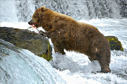 棕熊,熊,吃,三文鱼,瀑布,布鲁克斯河,溪流,卡特麦国家公园,阿拉斯加,美国