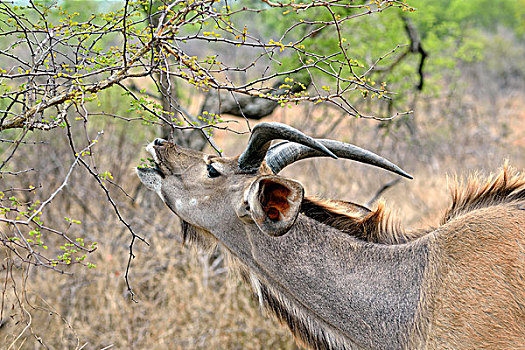 低地,林羚,捻角羚,雄性,克鲁格国家公园,南非,非洲