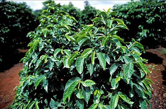 肯尼亚,自然资源,咖啡,种植