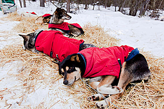 雪橇狗,狗,外套,休息,稻草,阿拉斯加,爱斯基摩犬,育空地区,加拿大