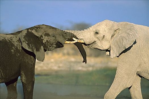 非洲象,两个,互动,水边,洞,埃托沙国家公园,纳米比亚,非洲