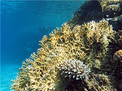 珊瑚礁,仰视,热带,海洋,蓝色背景,水,背景,水下