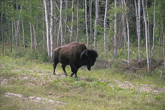 美洲野牛,水牛,野牛,伍德布法罗国家公园,艾伯塔省,加拿大