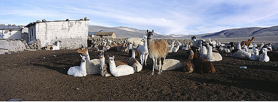 羊驼,农场,阿雷基帕,秘鲁