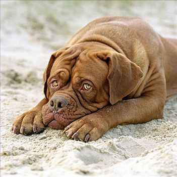 家犬,狗,海滩,看,悲伤