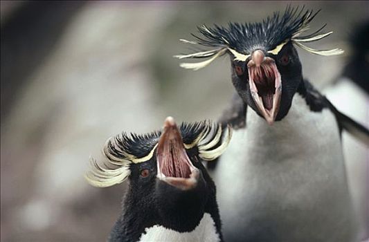 凤冠企鹅,南跳岩企鹅,陶醉,问候,展示,一对,巢,福克兰群岛