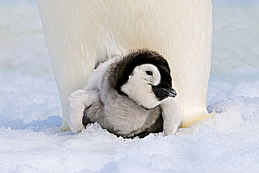 帝企鹅,幼禽,休息,脚,雪丘岛,南极半岛