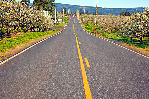 春蕾,水果,果园,道路,胡德河,山谷,俄勒冈,美国