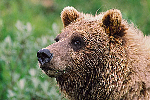 大灰熊,肖像,德纳利国家公园和自然保护区,阿拉斯加,美国