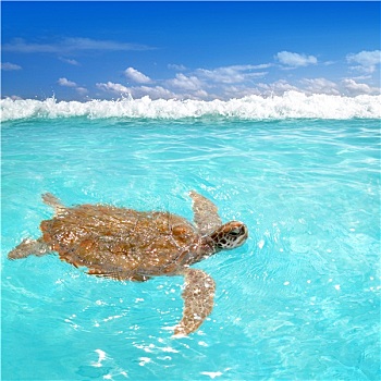 绿海龟,龟类,加勒比