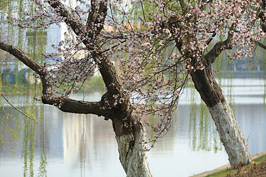 紫叶李