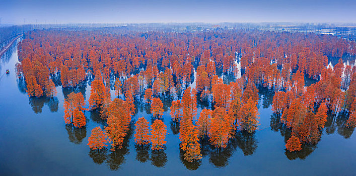 南京六合区和安徽滁州市交界的池杉湖国家森林公园秋季风光