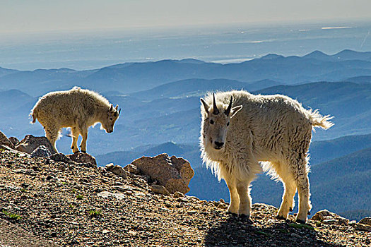 美国,科罗拉多,山,石山羊,风景,戈登,画廊