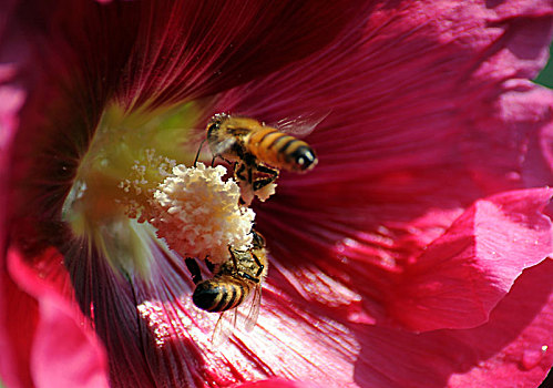 蜜蜂花粉上的神奇舞者