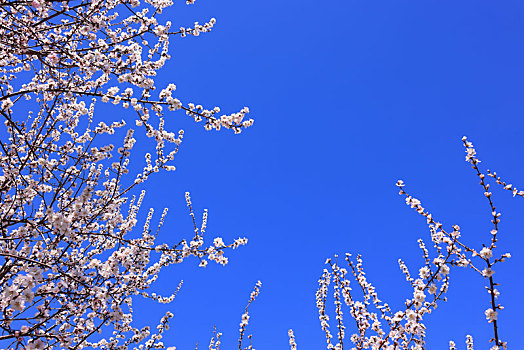 春暖花开山桃花