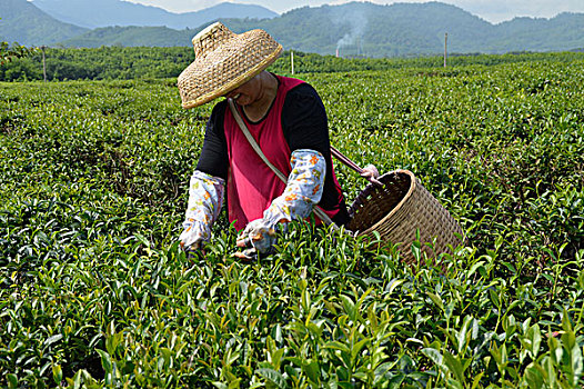 海南白沙绿茶采茶的茶农