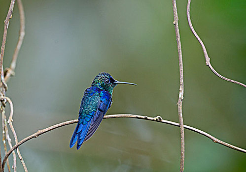 雄性,哥斯达黎加,中美洲