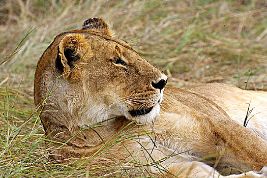 非洲狮,狮子,女性,环顾,马赛马拉,公园,肯尼亚