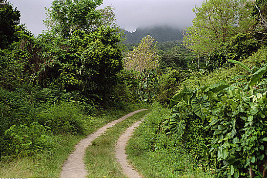 轮胎印,地点,树,蒙特塞拉特岛,加勒比海