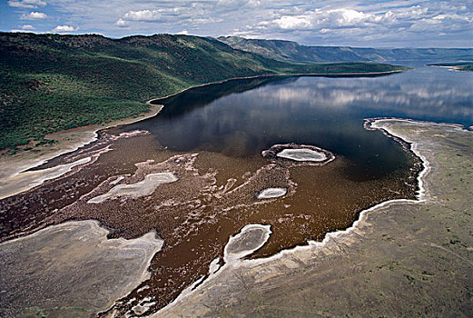 小红鹳,成群,边缘,柏哥利亚湖,柏哥利亚湖国家保护区,肯尼亚