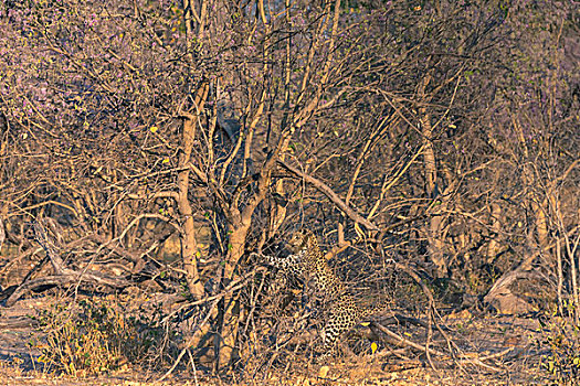博茨瓦纳,奥卡万戈三角洲,雌性,豹,跳跃,树,抓住,松鼠