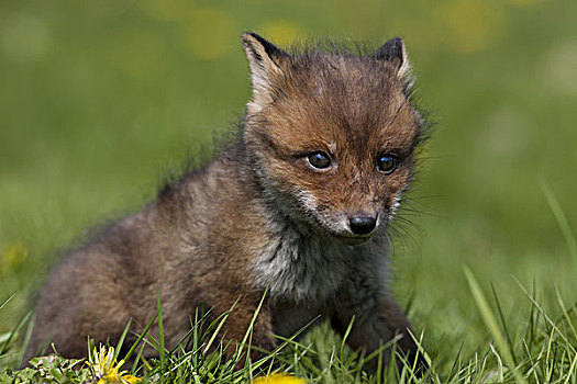红狐,狐属,幼兽,站立,花,诺曼底