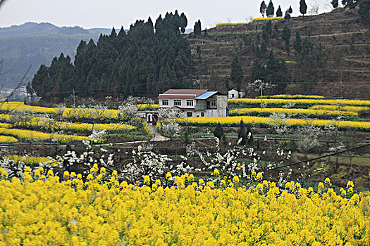 油菜花田