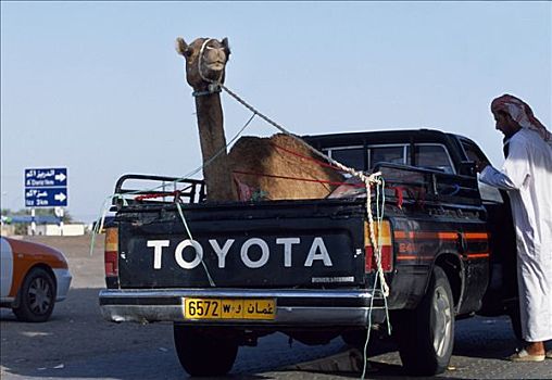 骆驼,运输,四驱车,皮卡