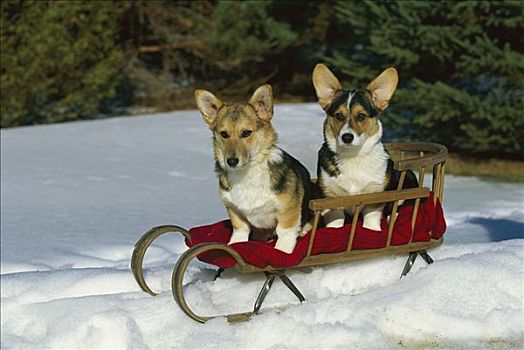 狗,两个,小狗,雪撬