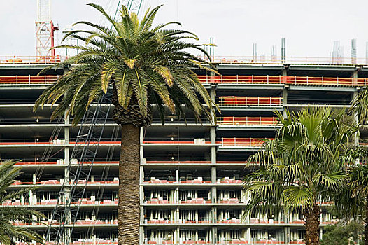 棕榈树,正面,高层建筑,建筑,拉斯维加斯,内华达