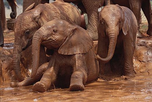 非洲象,玩,浴室,东察沃国家公园,肯尼亚