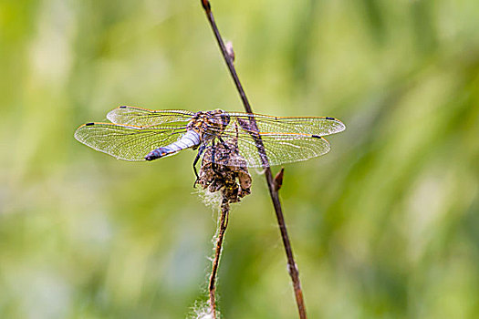 蜻蜓,翼