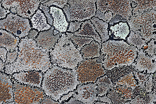 苔藓,图案,石头,瑞典北部,斯堪的纳维亚,欧洲