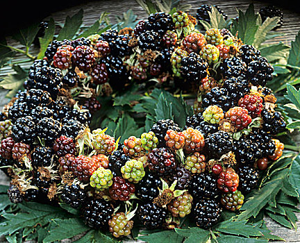 花环,黑莓,悬钩子属植物